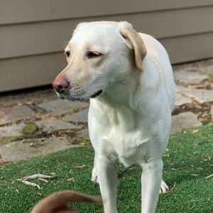 Meet your Posher, Griffin